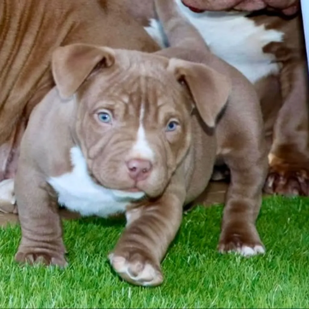 Chiot American bully pocket qui nous regarde 
