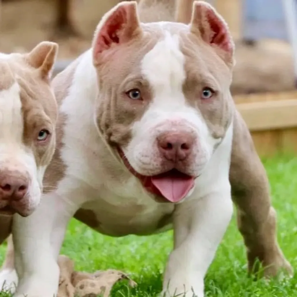 Chiot American bully pocket dans le jardin avec sa soeur 