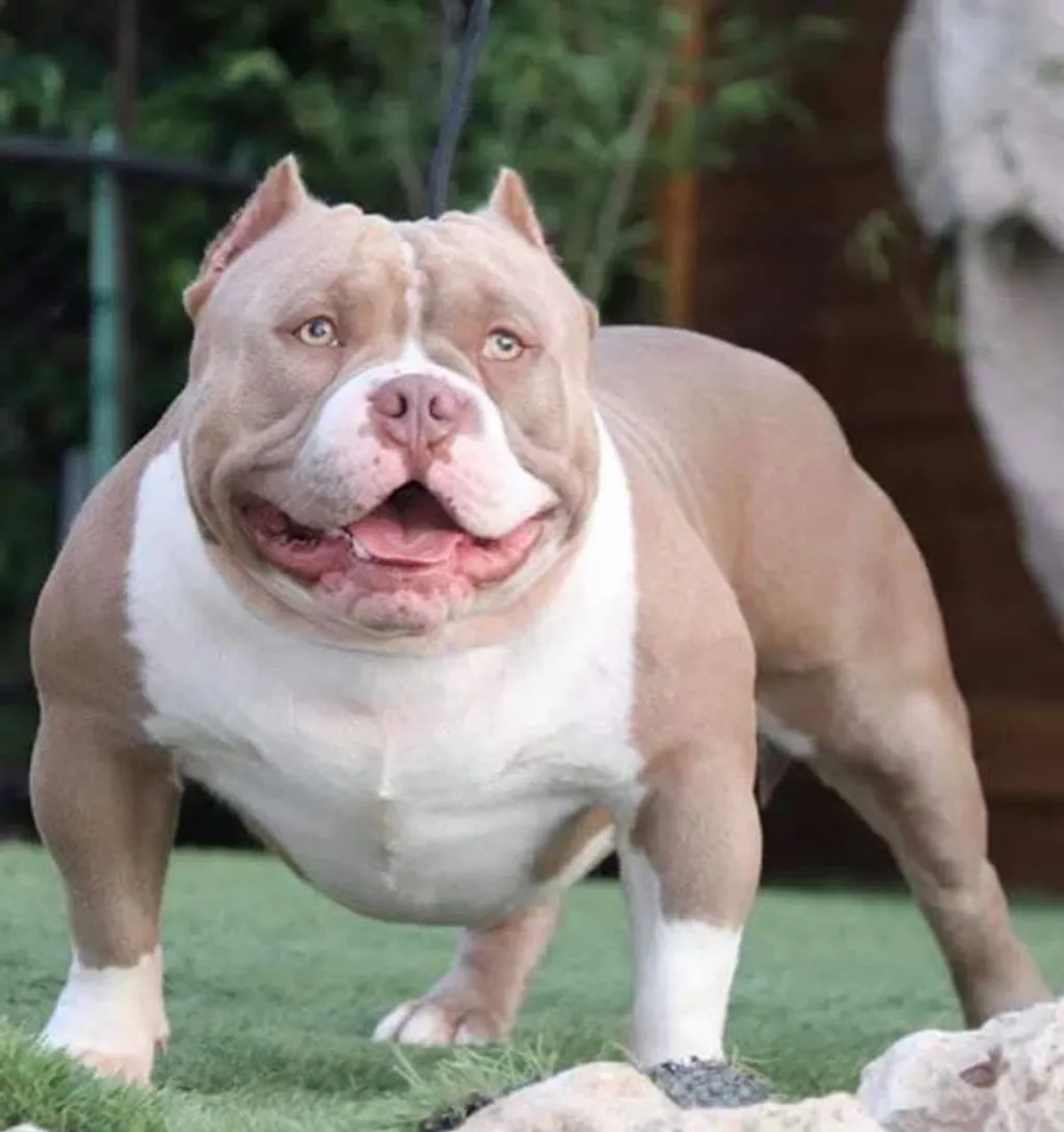 American Bully champagne avec une ossature massive et harmonieuse.