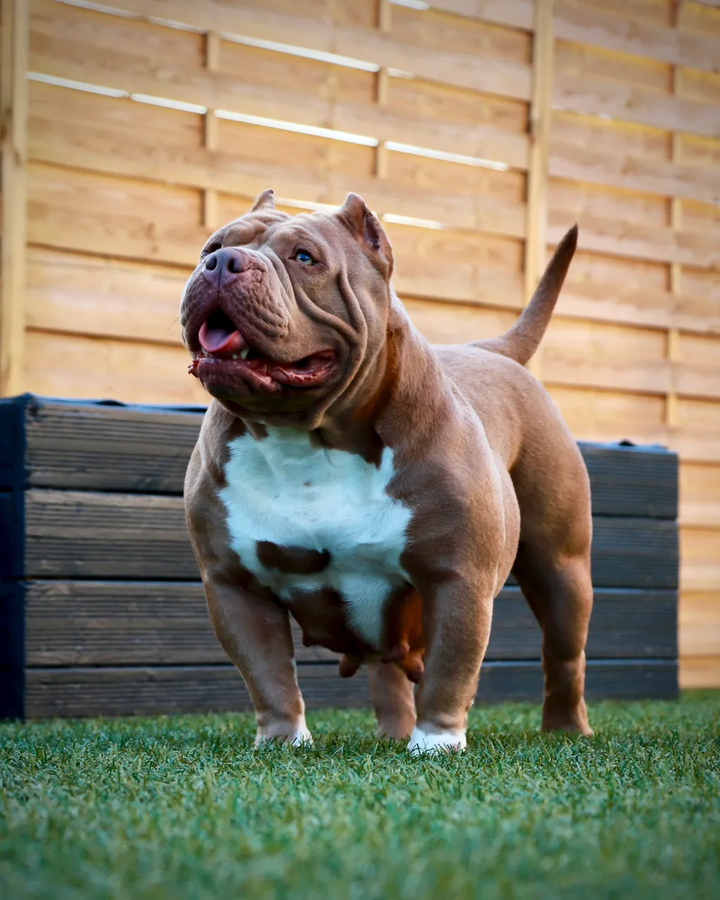 Chien lilas avec une construction équilibrée et musclée typique du Bully Pocket.