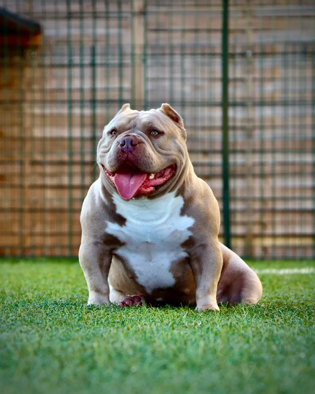 Femelle American Bully lilac avec une belle tête et une posture naturelle.