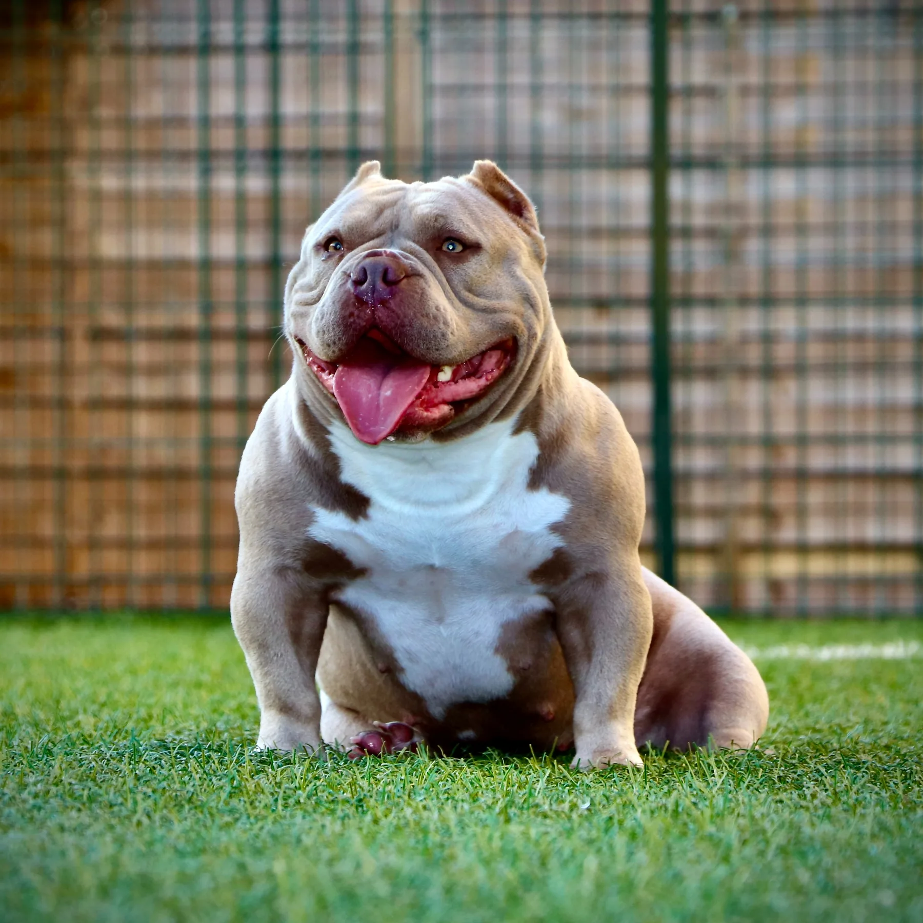 Femelle American Bully lilac avec une belle tête et une posture naturelle.