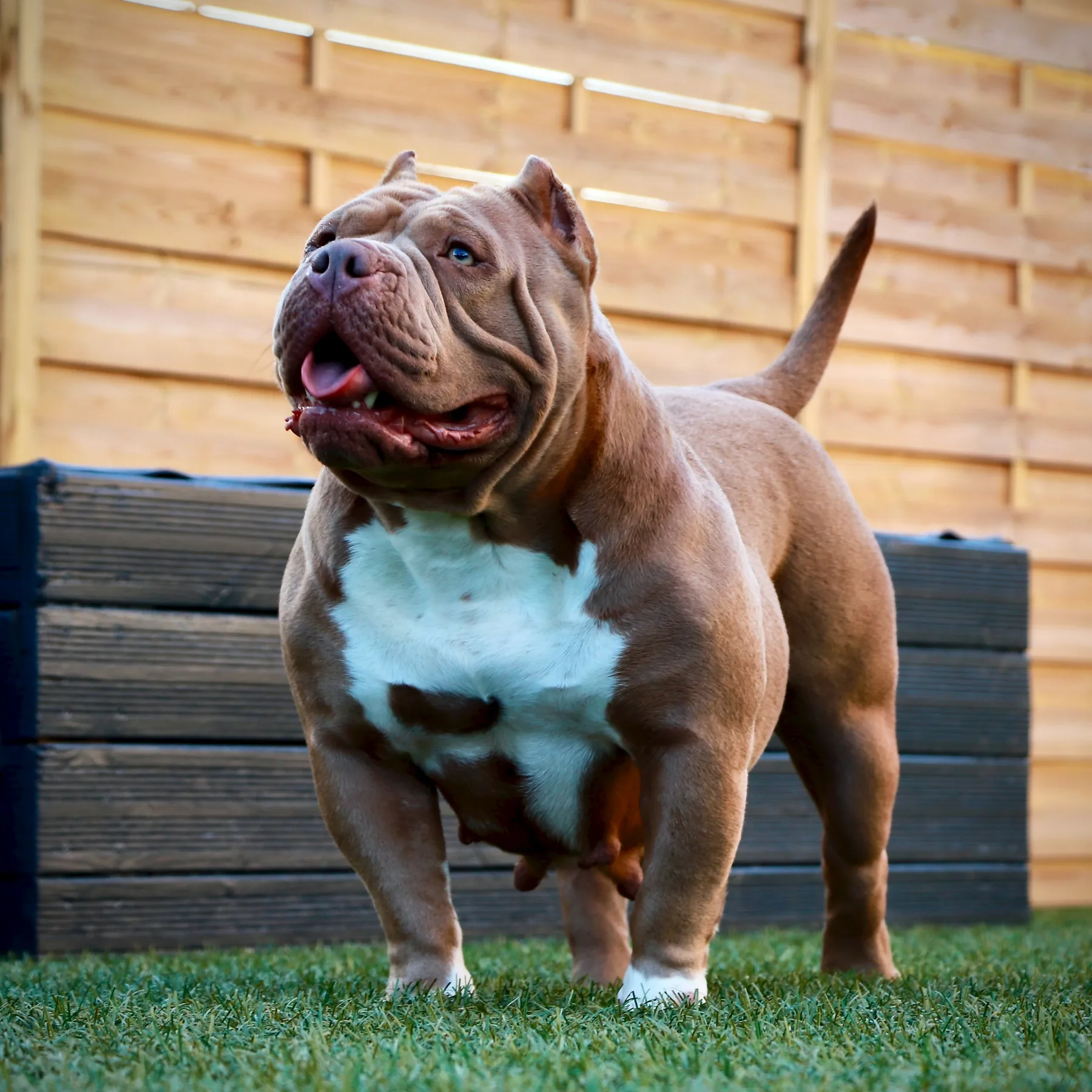 Bully compact lilas avec une robe intense et brillante.