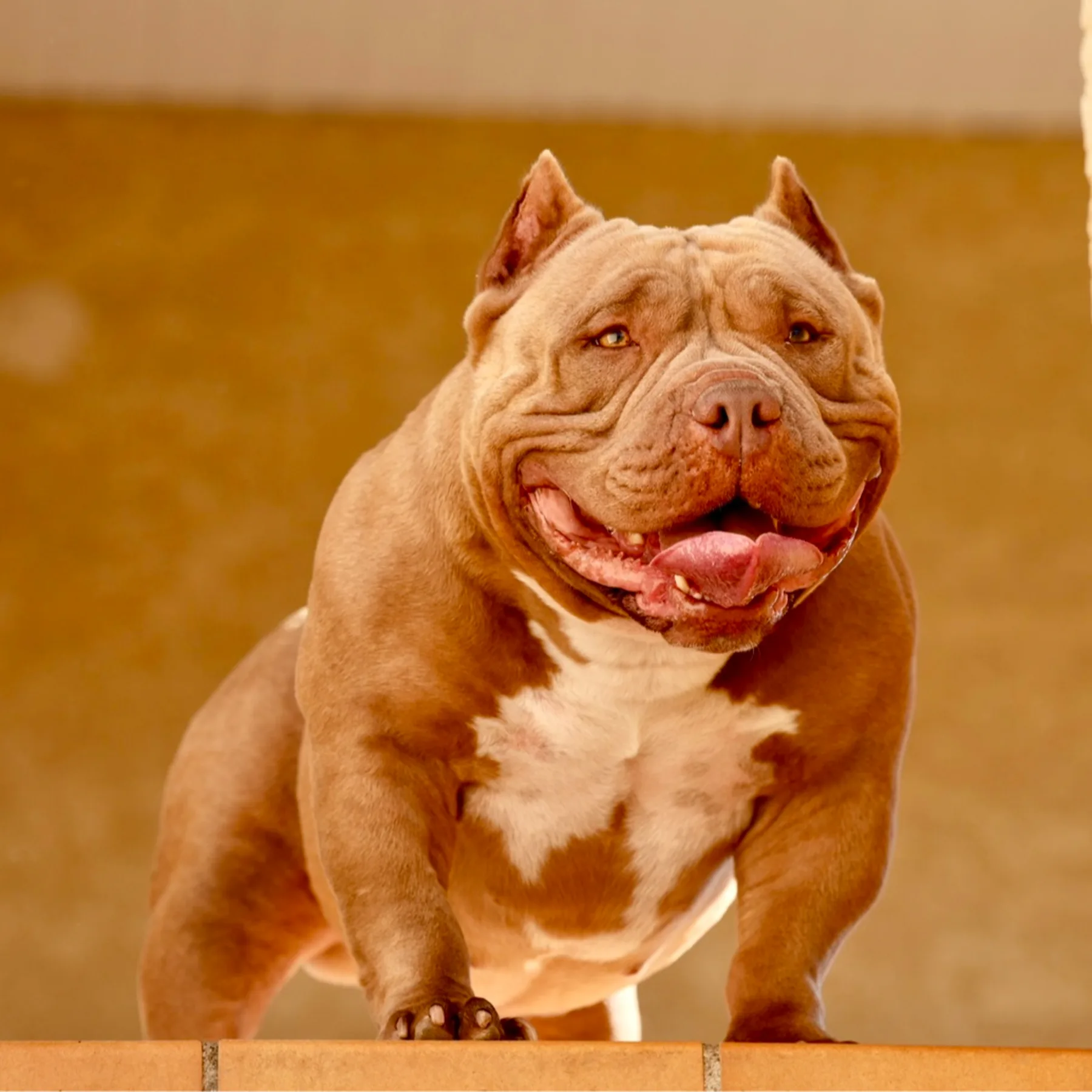 Chien bully chocolat assis dans le jardin avec une ossature puissante.