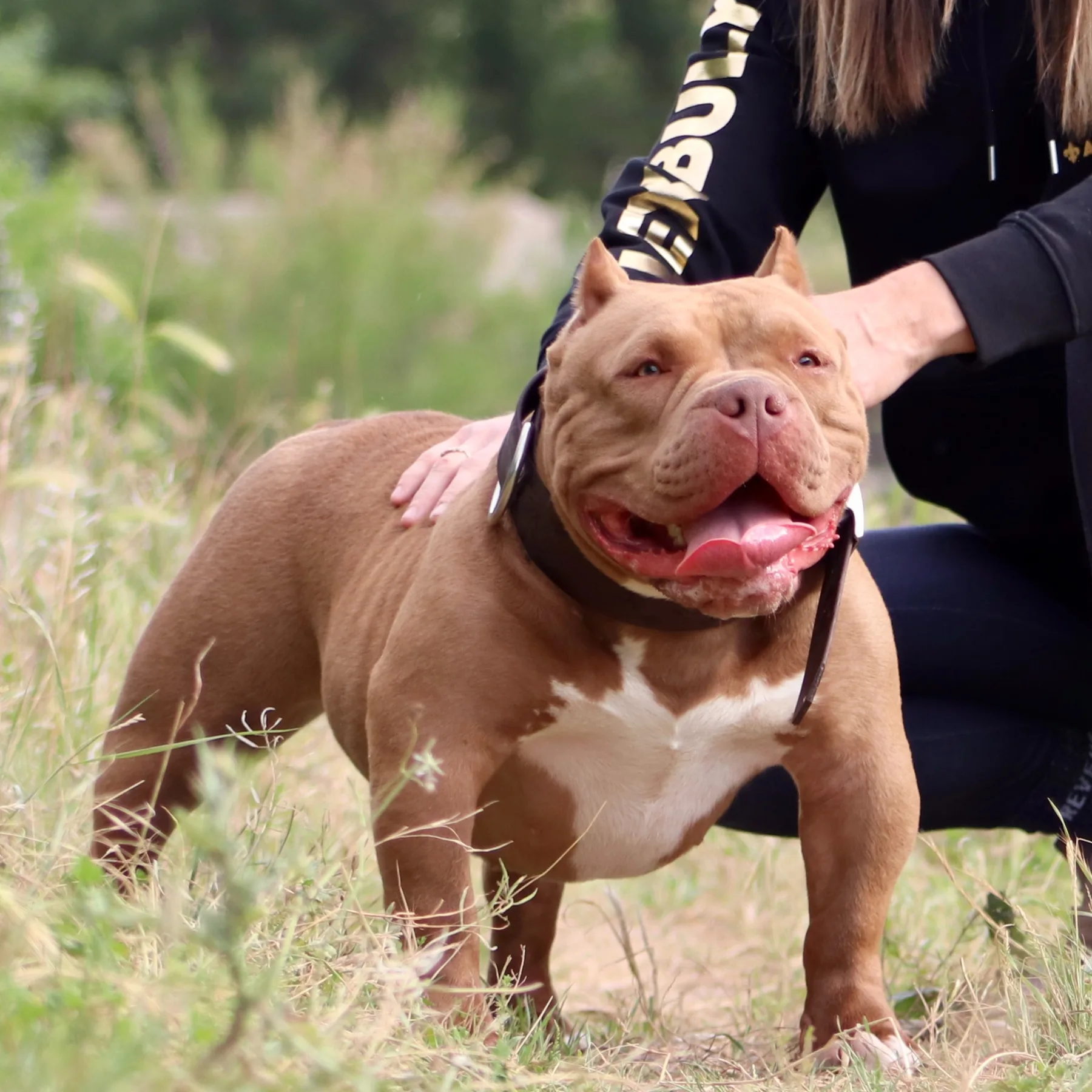 Femelle American Bully choco avec une morphologie harmonieuse et musclée.