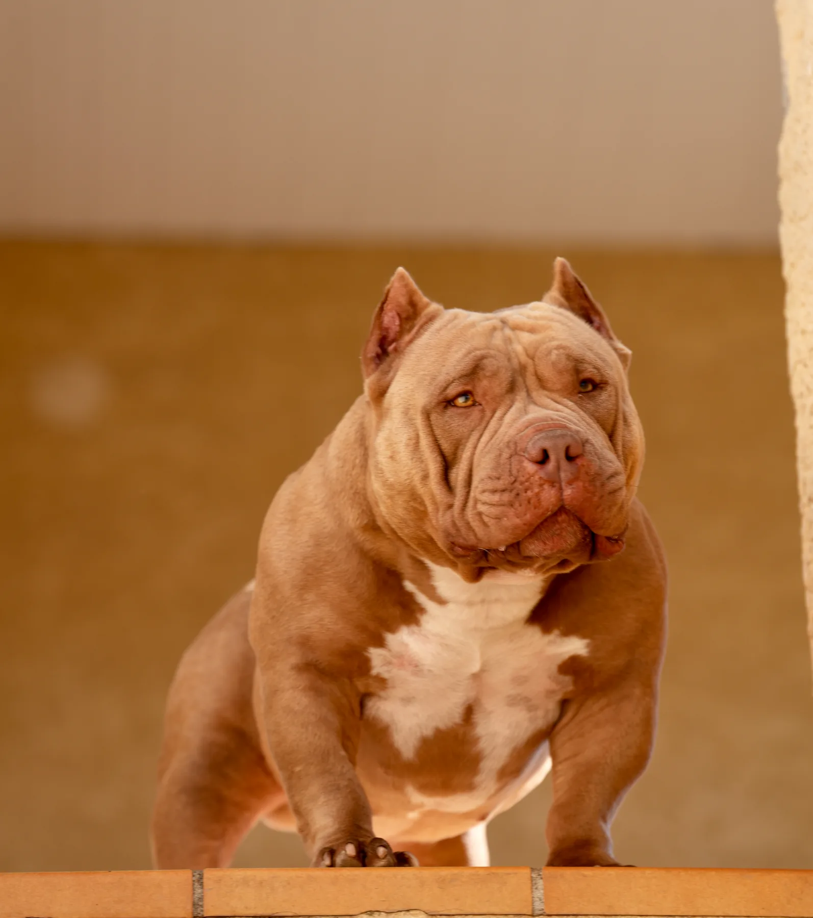 Chien bully chocolat assis dans le jardin avec une ossature puissante.