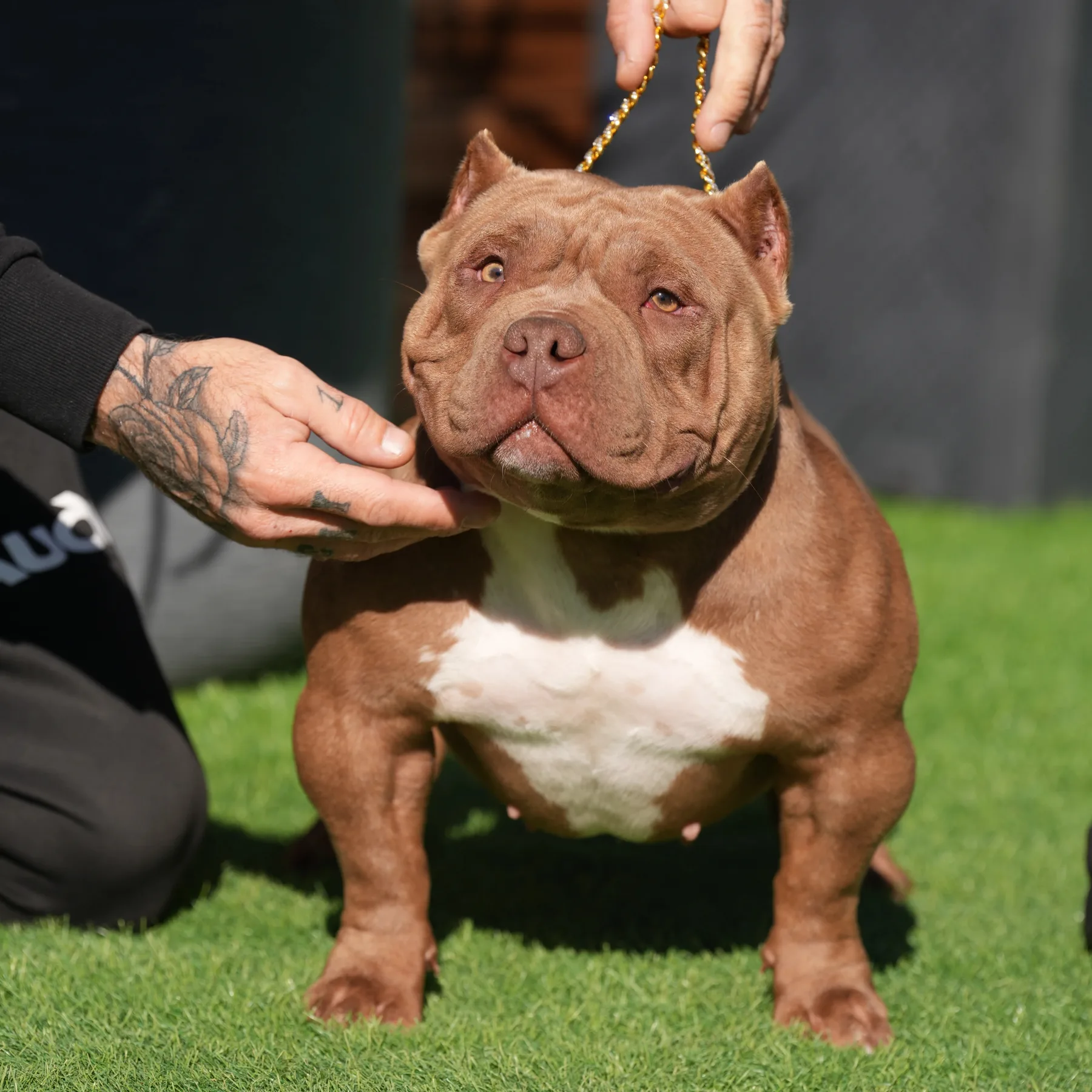 Femelle couleur chocolat au type puissant et à la belle allure naturelle d’American Bully.