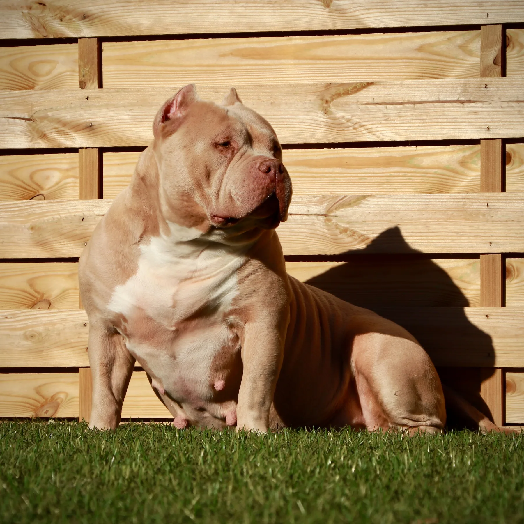American Bully Pocket assis dans l’herbe avec une morphologie puissante.