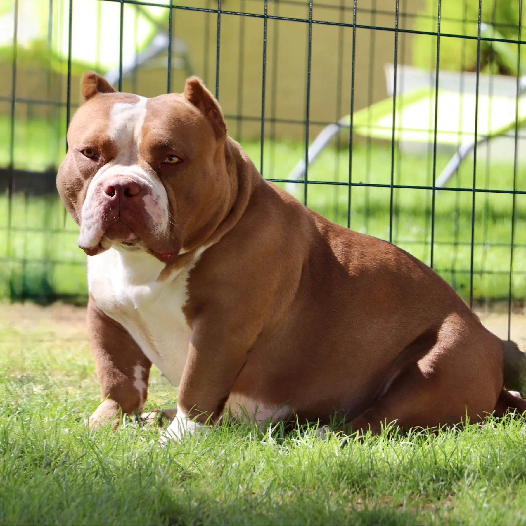 Femelle bully couleur chocolat en pose dans le jardin avec une belle construction.