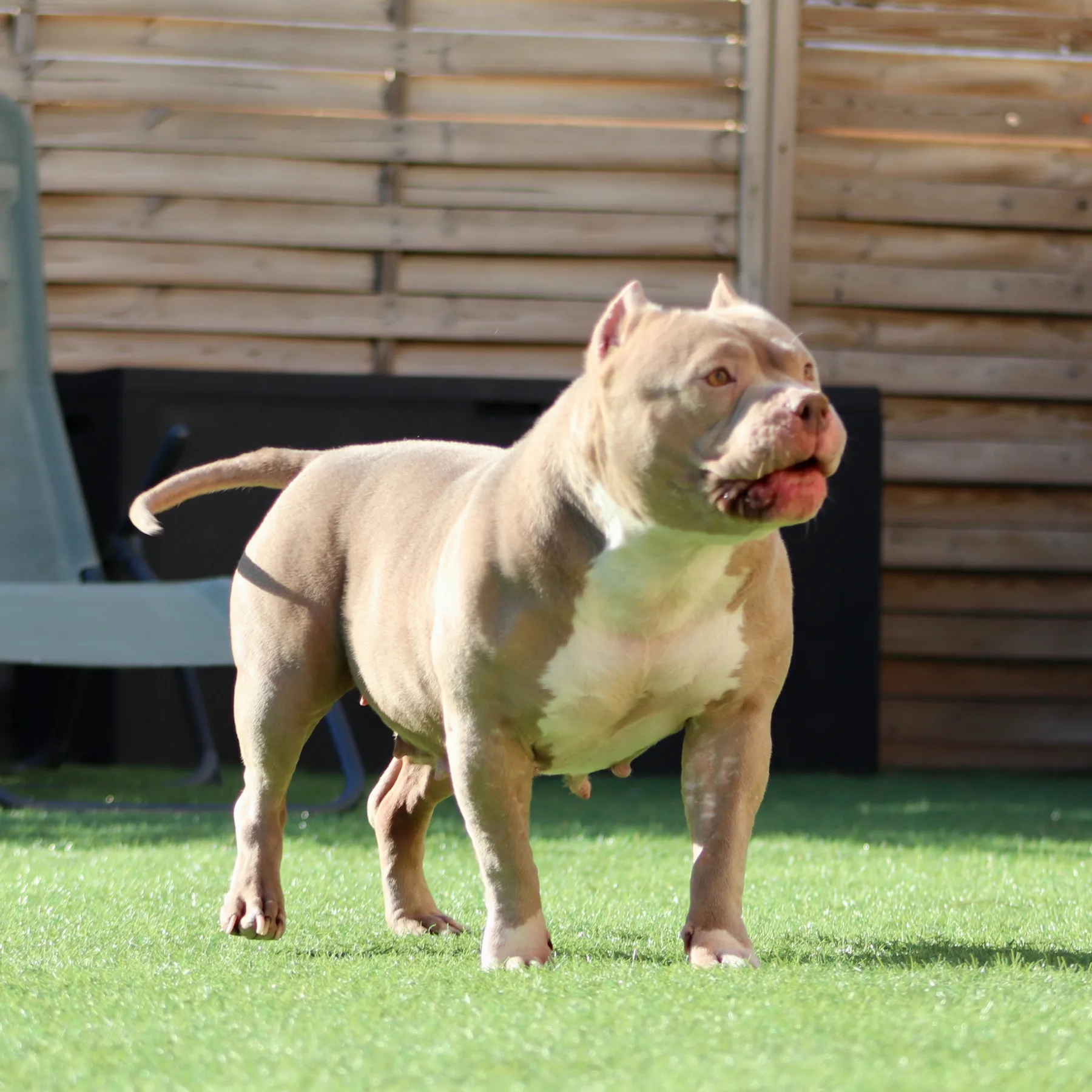 American Bully lilac en présentation dans le jardin avec une belle posture.