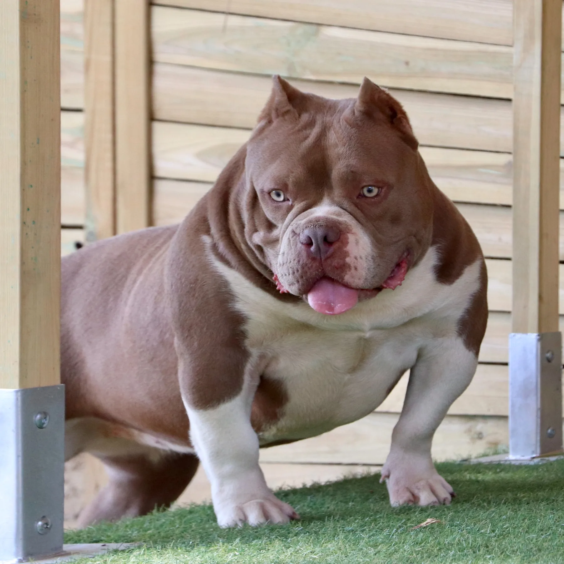 Femelle Bully Pocket lilac avec une belle présence et une ossature solide.