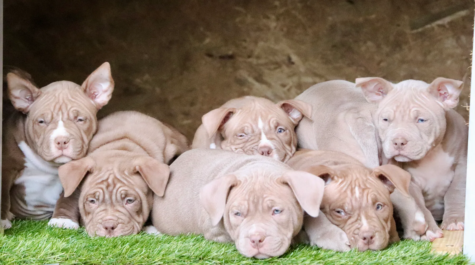 Chiots American Bully Pocket de haute qualité ligné champion mondial Gran Dali et Spirit Of Freedom Kennel 
