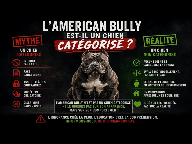 Infographie American Bully catégorisé ou non, comparaison mythe et réalité avec informations légales et comportementales