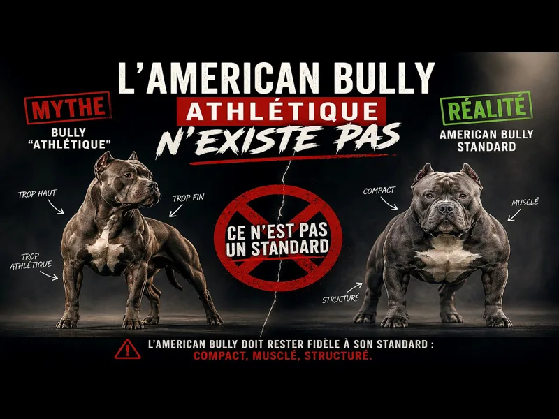 Article sur l'American Bully athlétique qui n'existe pas 