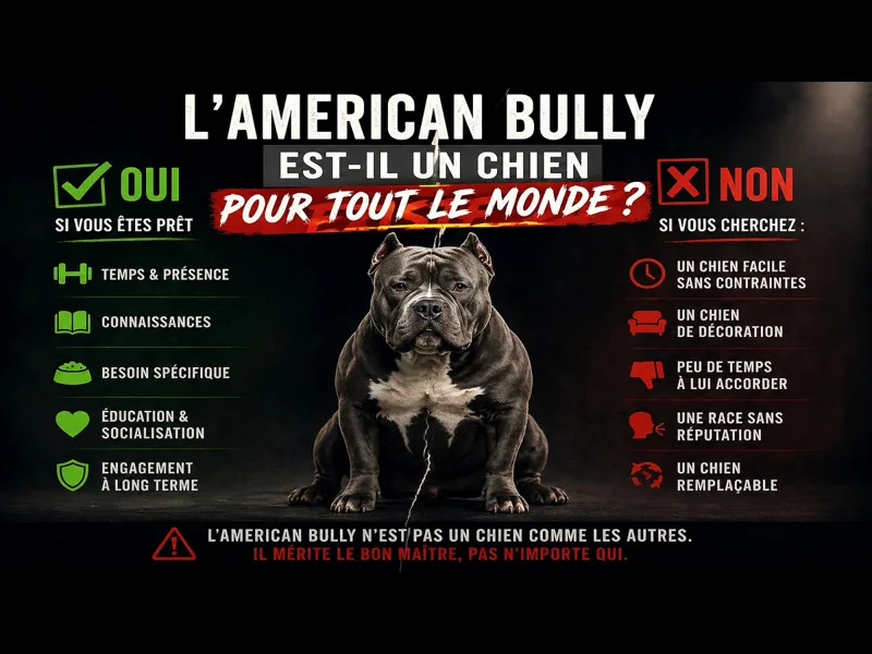 Affiche illustrant un American Bully Pocket au centre avec un contraste entre propriétaires adaptés et attentes inappropriées, montrant que cette race ne convient pas a tout le monde 