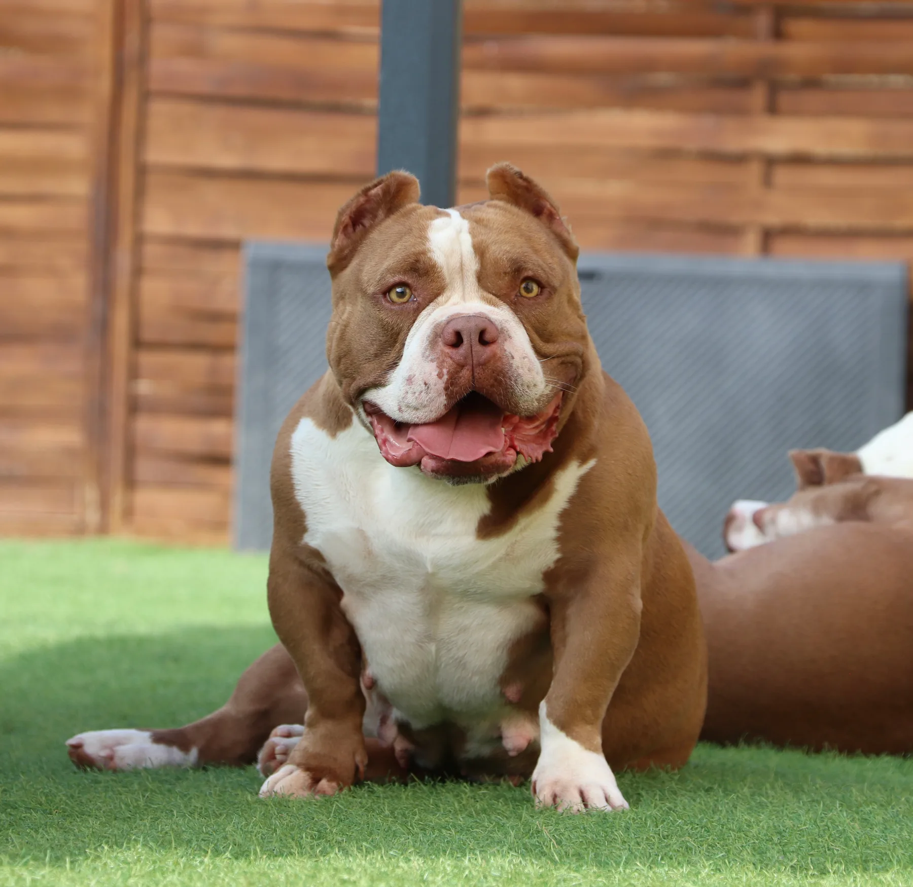 Femelle bully couleur chocolat en pose dans le jardin avec une belle construction.