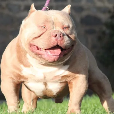 American Bully Pocket lilac en présentation avec une belle ossature solide.