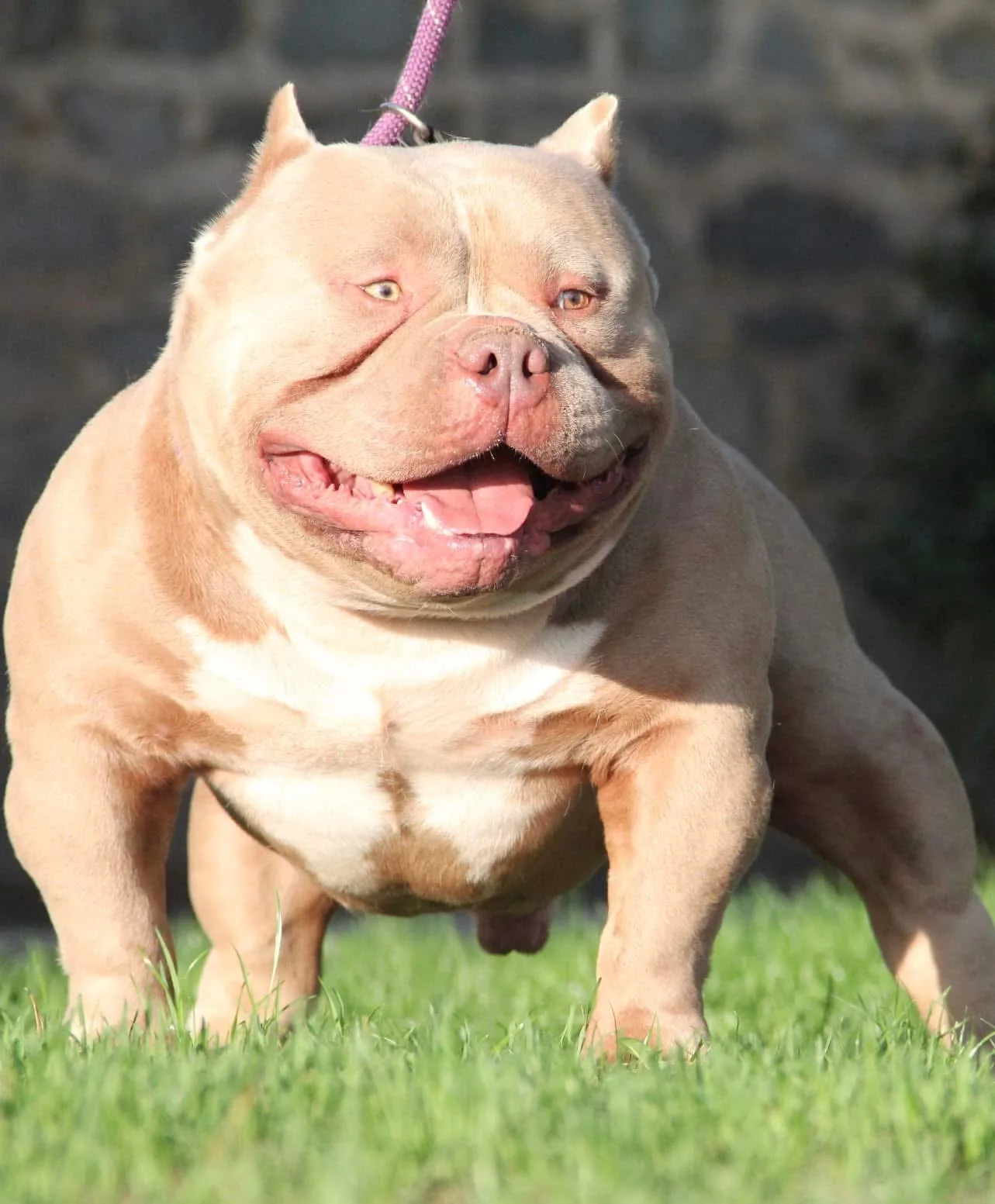 American Bully Pocket lilac en présentation avec une belle ossature solide.