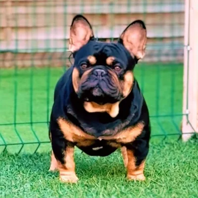 Bouledogue Francais de couleur exotic dans le jardin