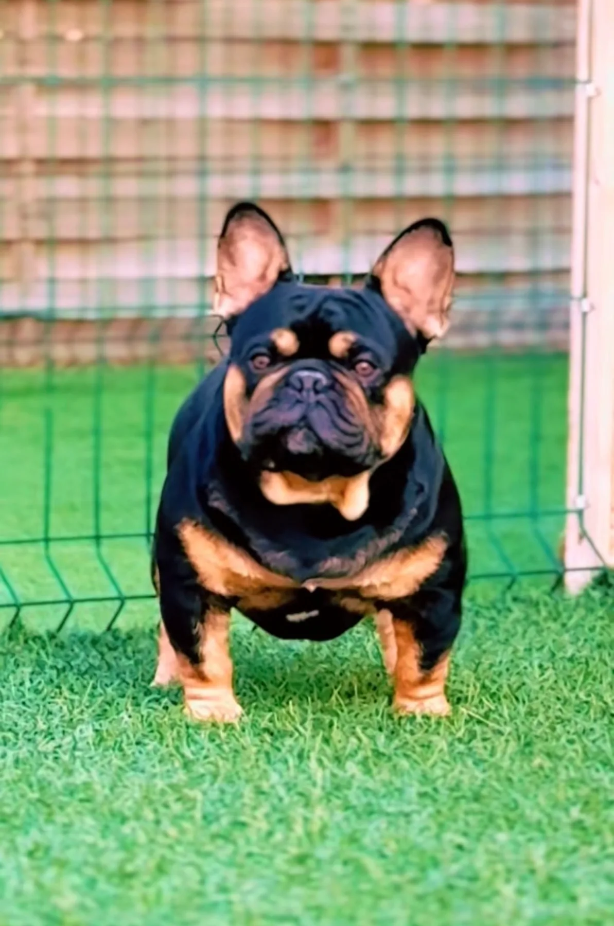 Bouledogue Francais de couleur exotic dans le jardin