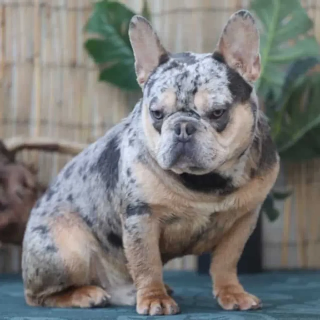 Magnifique bouledogue Français exotic de couleur Silver Merle Tan