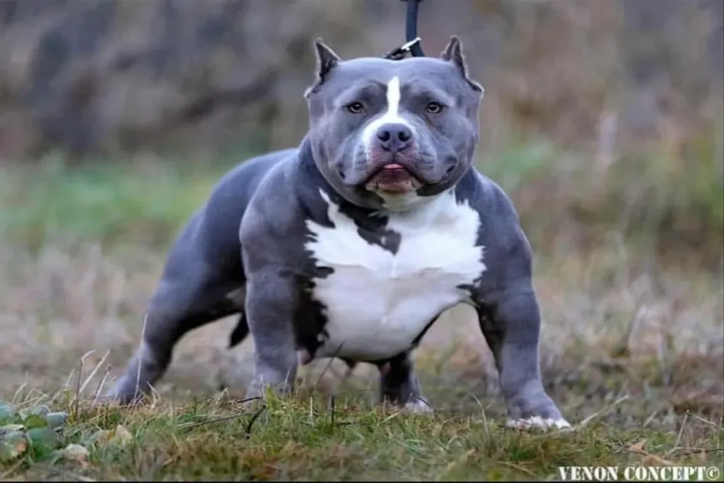 Azur Bully LOUNA