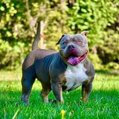 Magnifique femelle American Bully pocket couleur tri lilac 