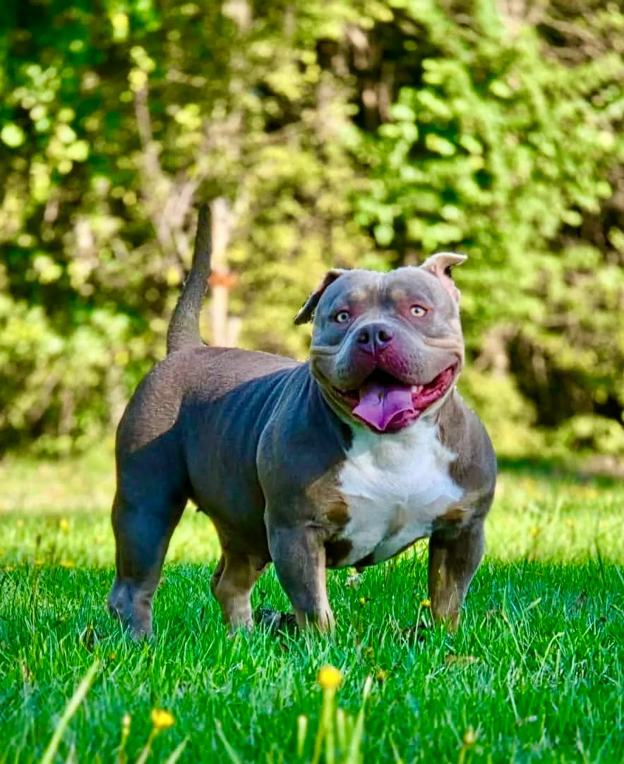 Magnifique femelle American Bully pocket couleur tri lilac 