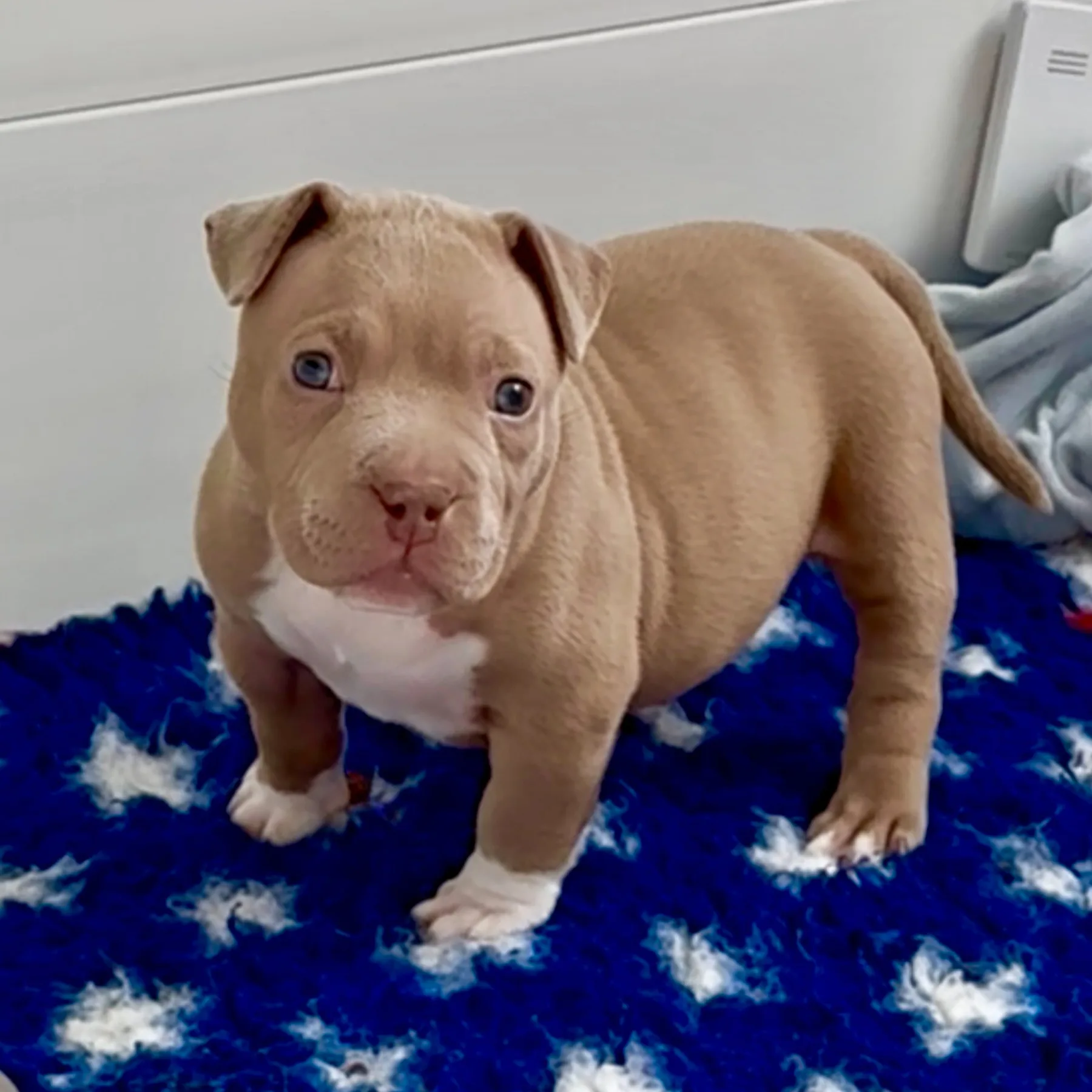 American Bully Pocket de trois mois couleur champagne 