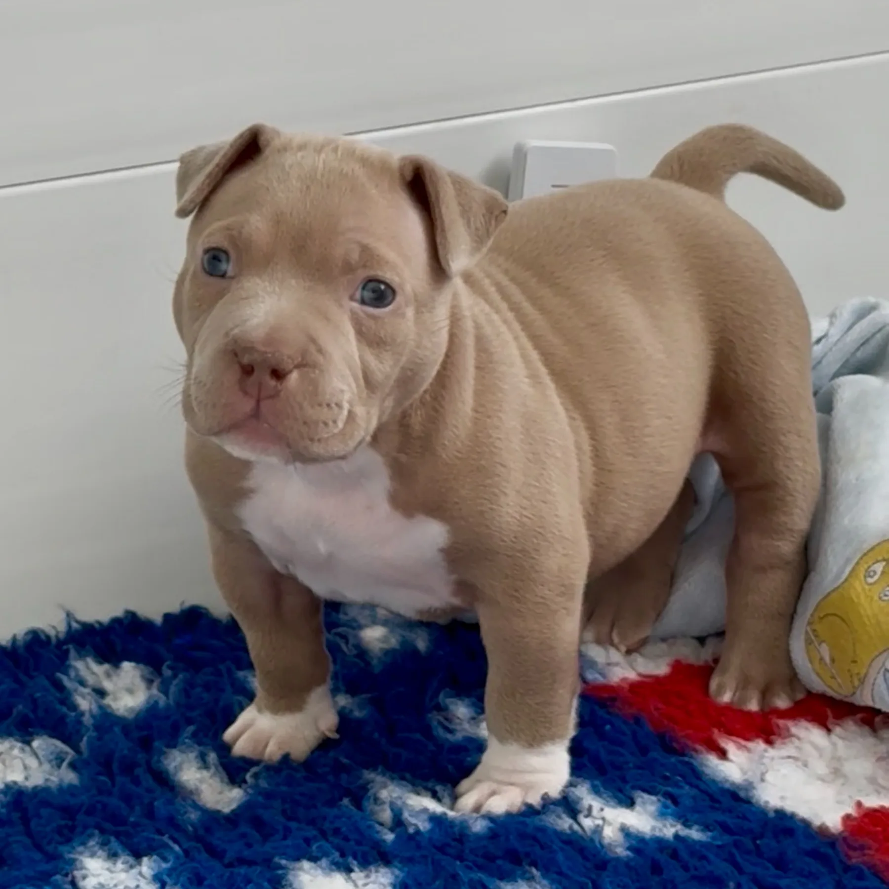Chiot American Bully Pocket femelle de trois mois couleur champagne 