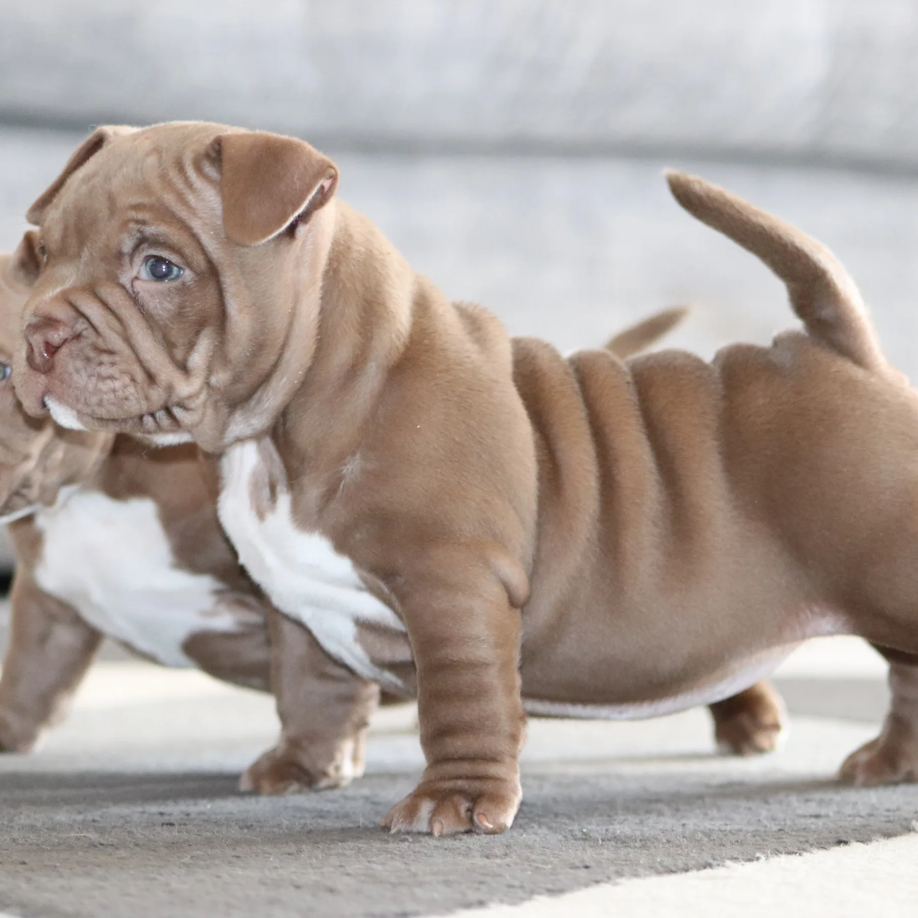 Magnifique chiot American Bully Pocket couleur chocolat 