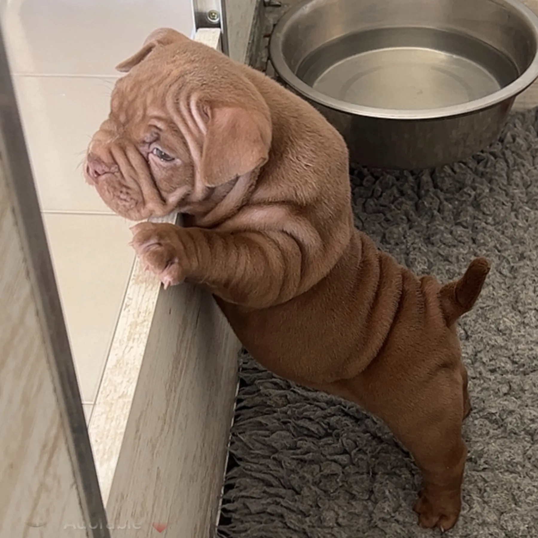 Spirit Of Freedom Medellin femelle American Bully pocket de cinq semaines couleur chocolat 