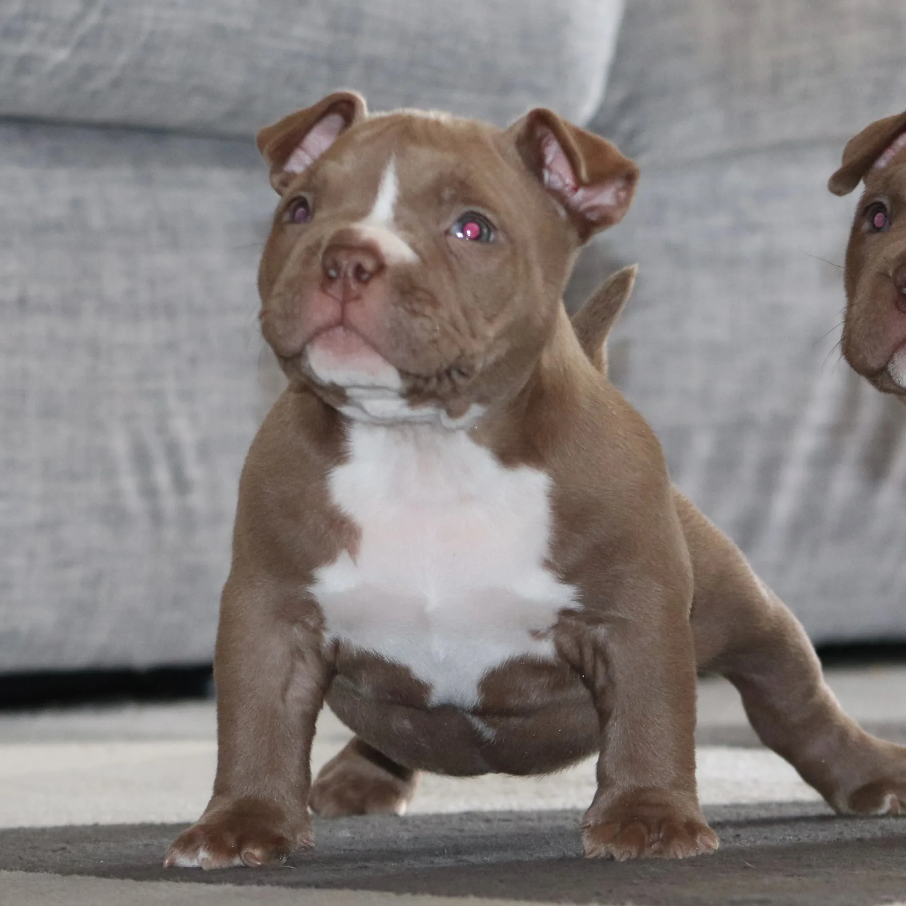 Chiot American Bully Pocket couleur chocolat 