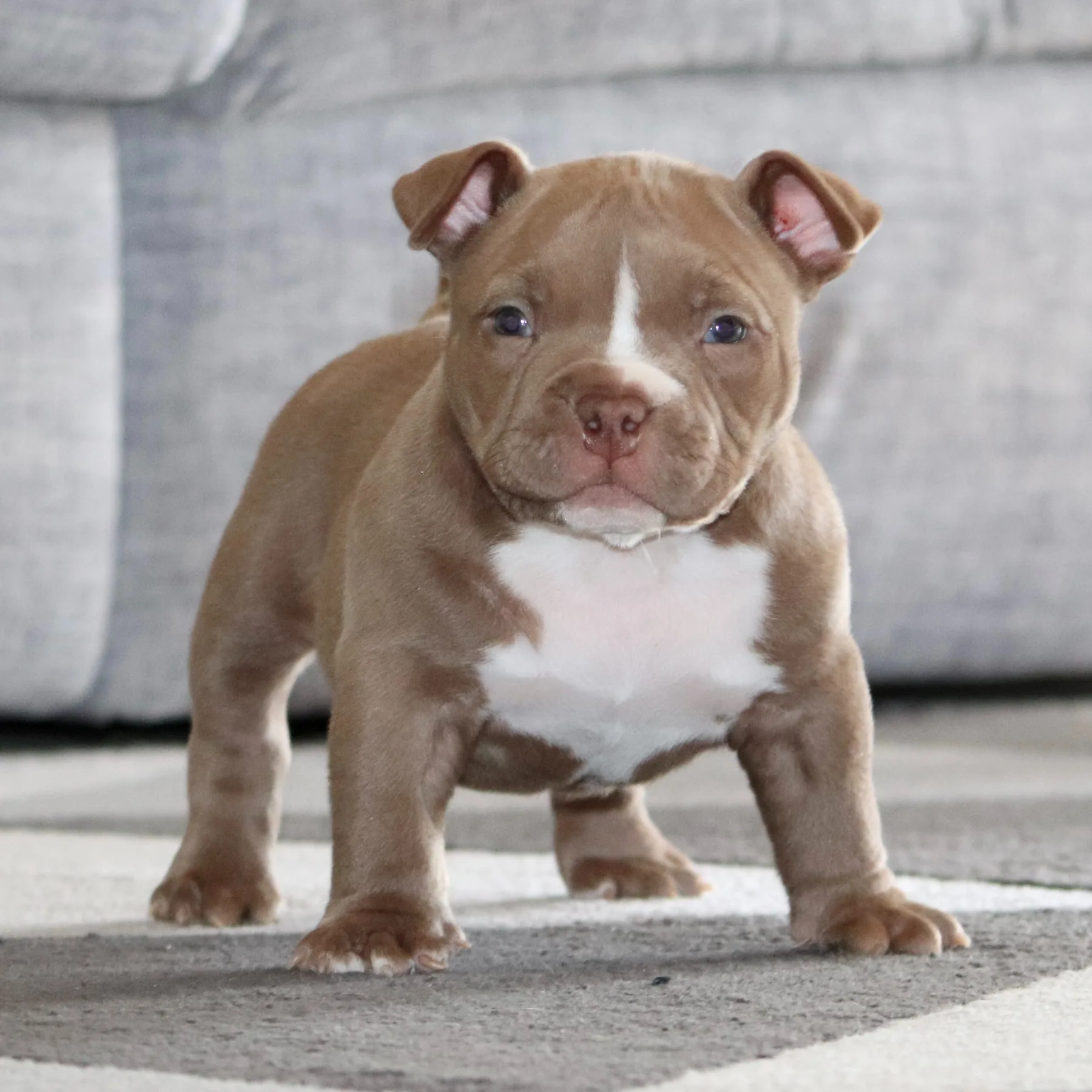 Ivy magnifique chiot American Bully Pocket cinq semaines 