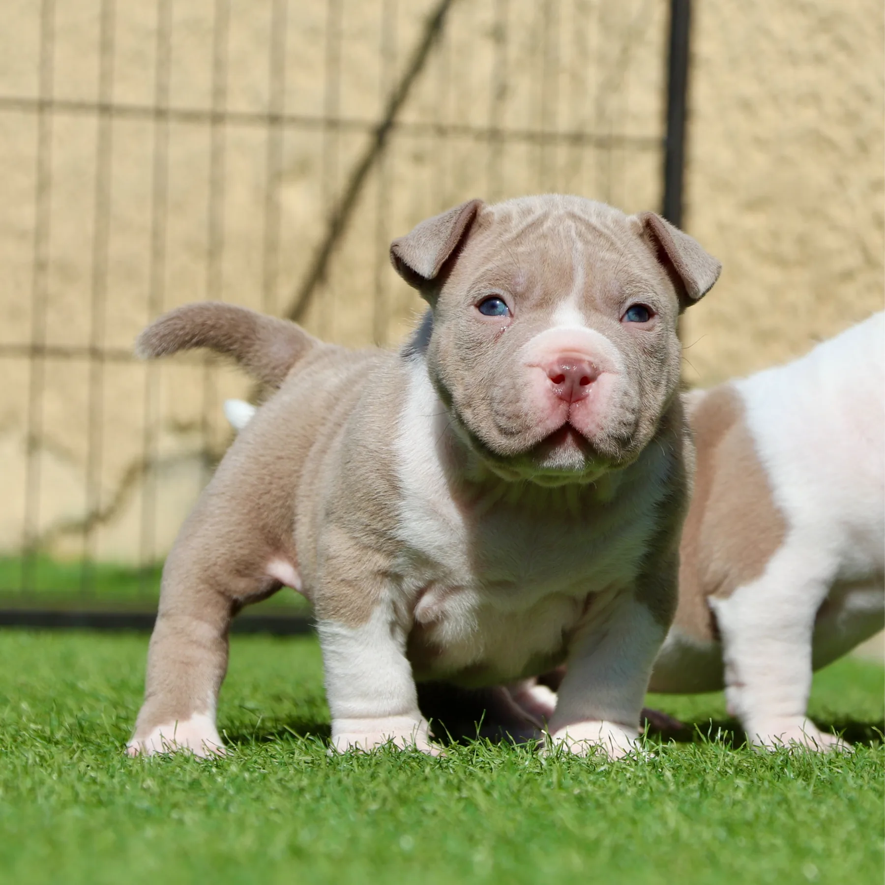 Magnifique chiot American Bully Pocket couleur champagne et blanc.