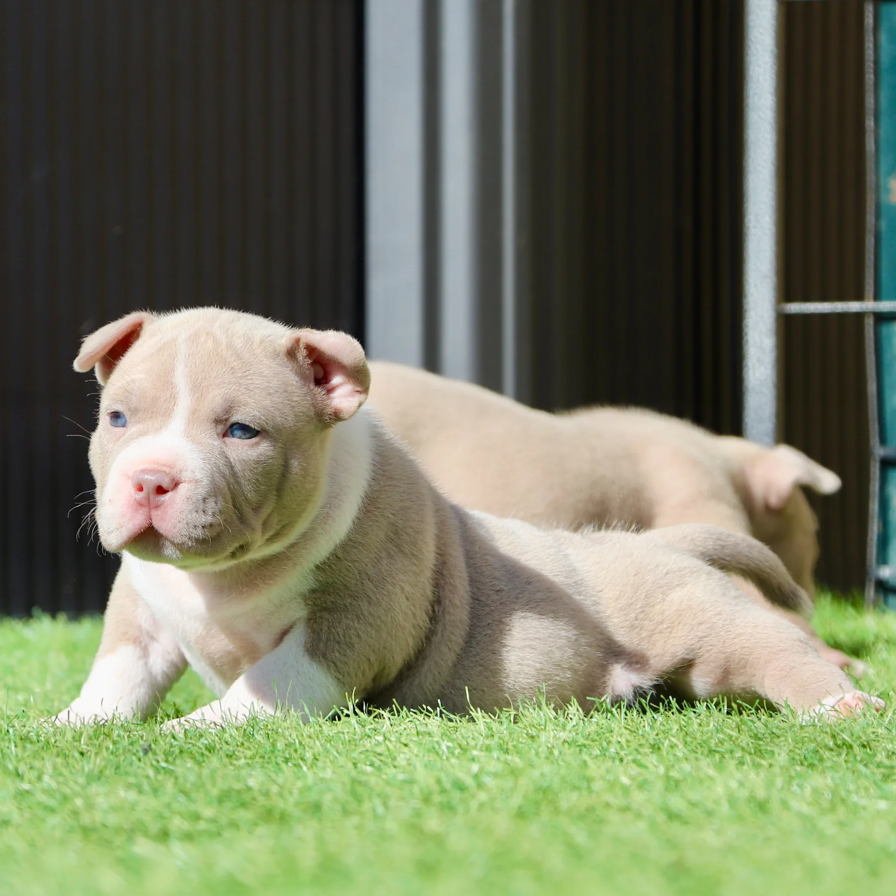 Magnifique femelle American Bully Pocket de cinq semaines qui pose dans le jardin.