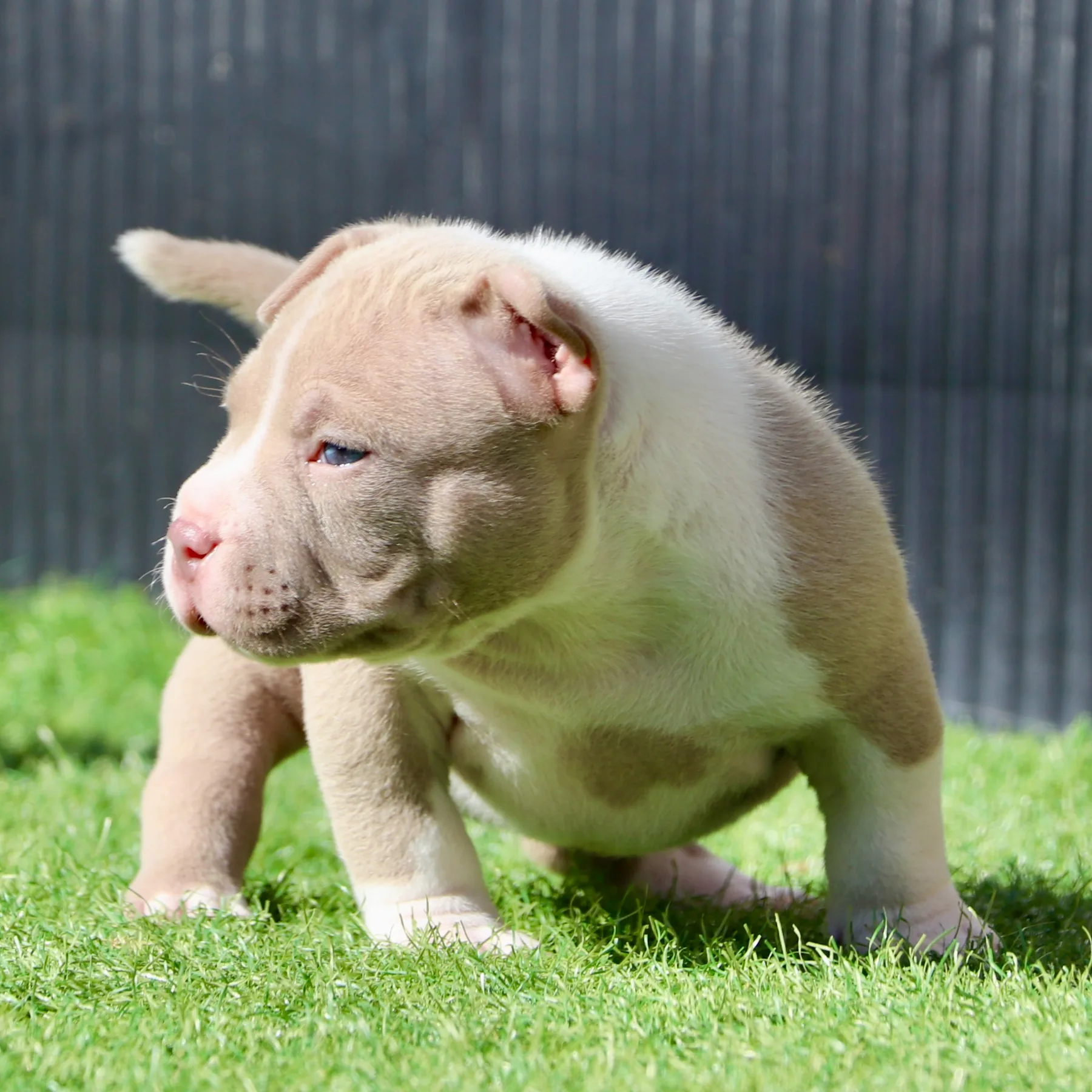 American Bully Pocket femelle de cinq semaines couleur champagne et blanc. 