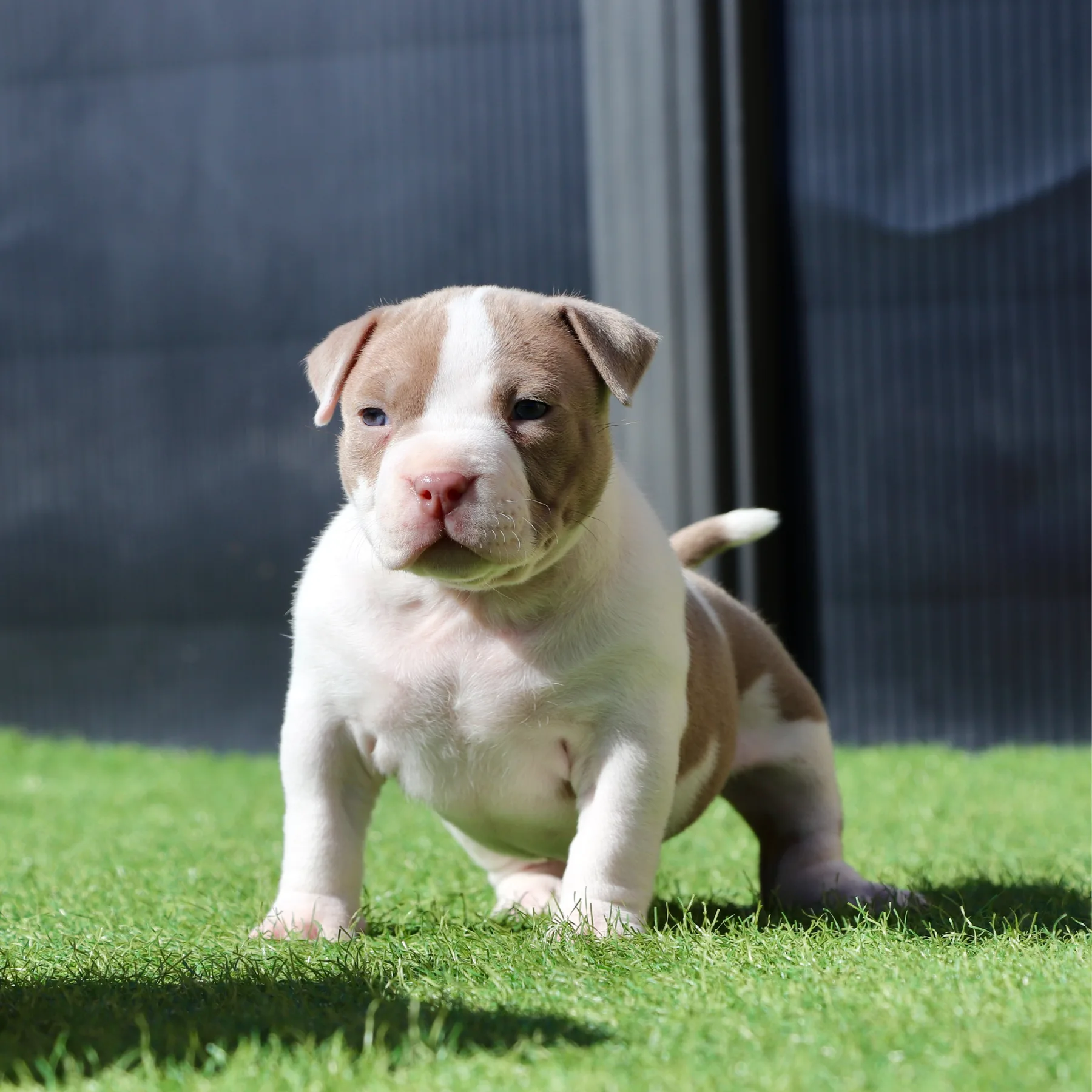 Magnifique chiot femelle American Bully Pocket couleur blanc et lilas. 