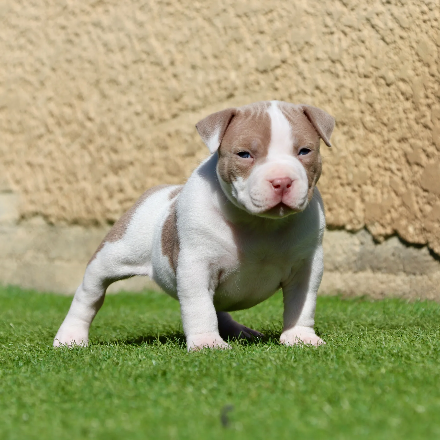 Taika chiot Amercan Bully Pocket debout dans le jardin elle prend la pose 