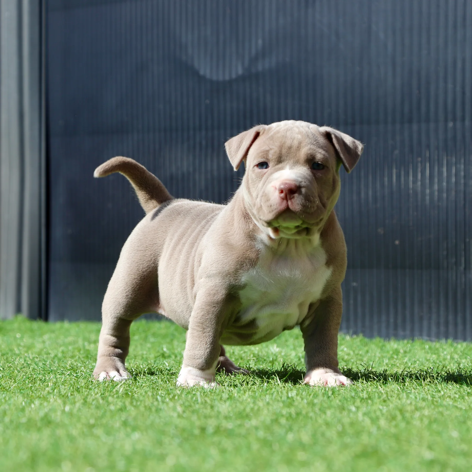 Magnifique chiot femelle American Bully Pocket de cinq semaines qui pose dans le jardin. 