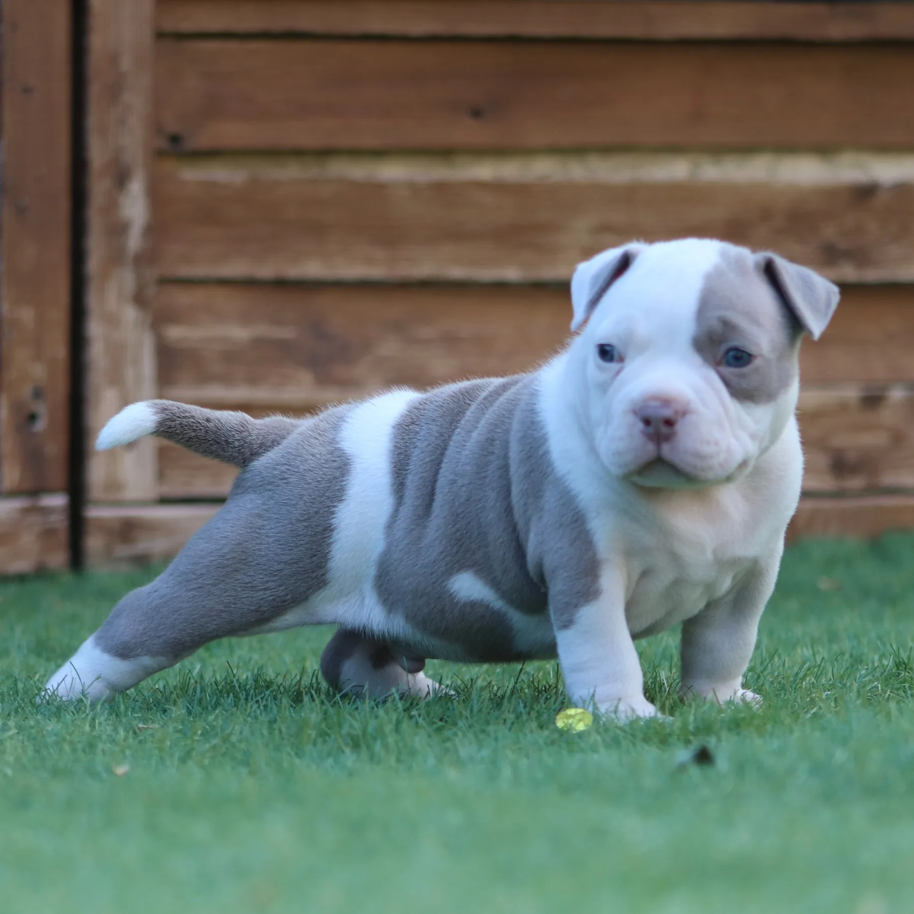 Magnifique chiot American Bully Pocket picasso qui prend la pose dans le jardin. 