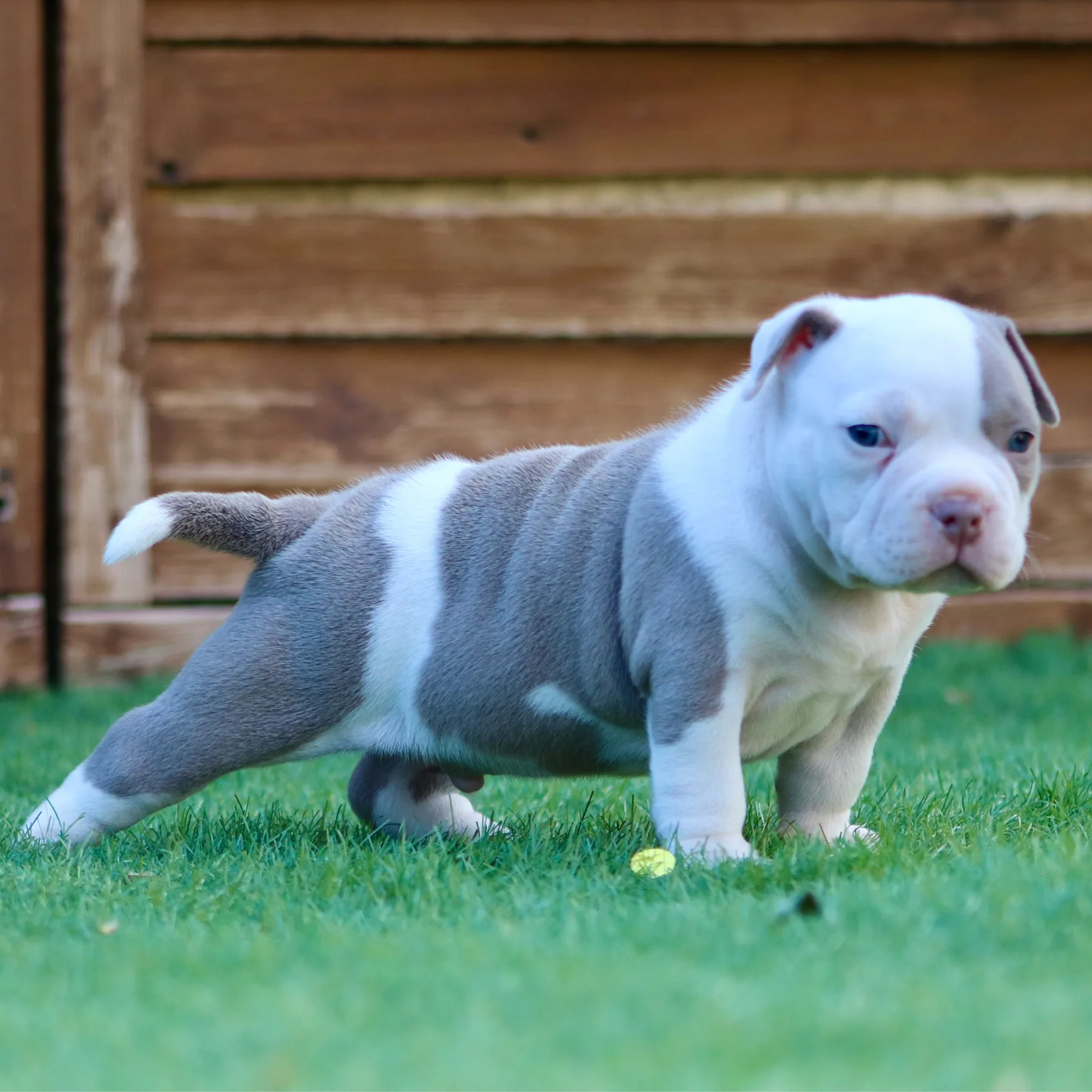 American Bully Pocket chiot de cinq semaines au couleur blanc et lilac. 
