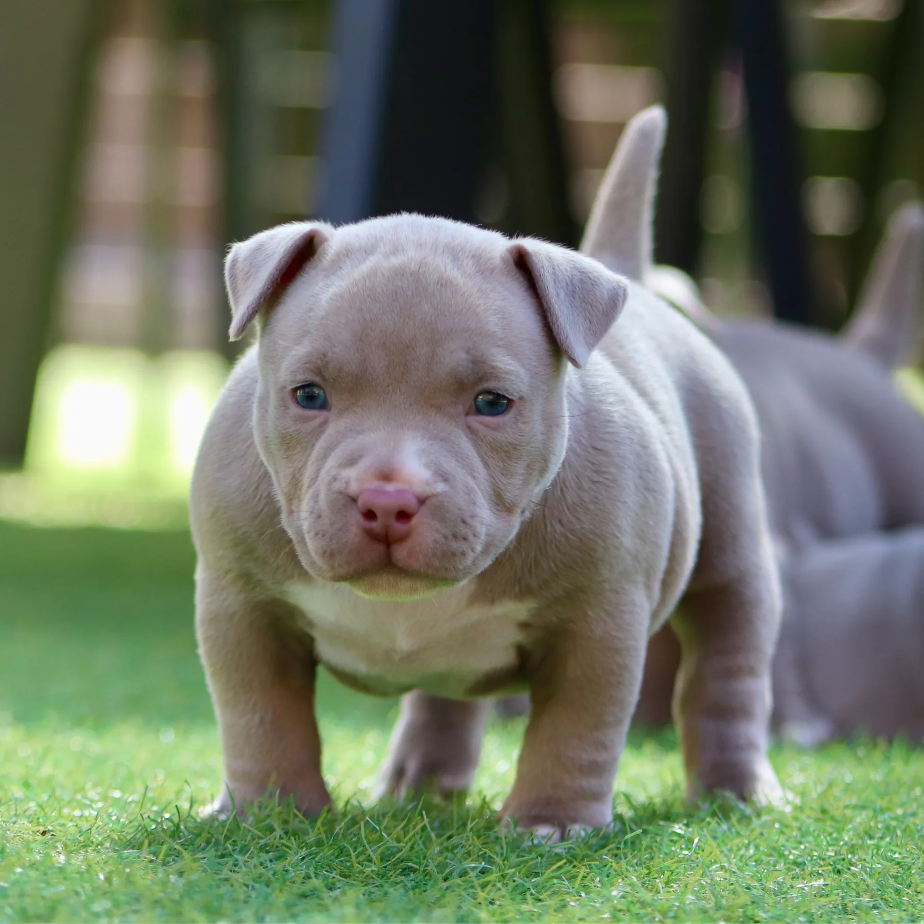 Magnifique femelle American Bully Pocket couleur champagne. 