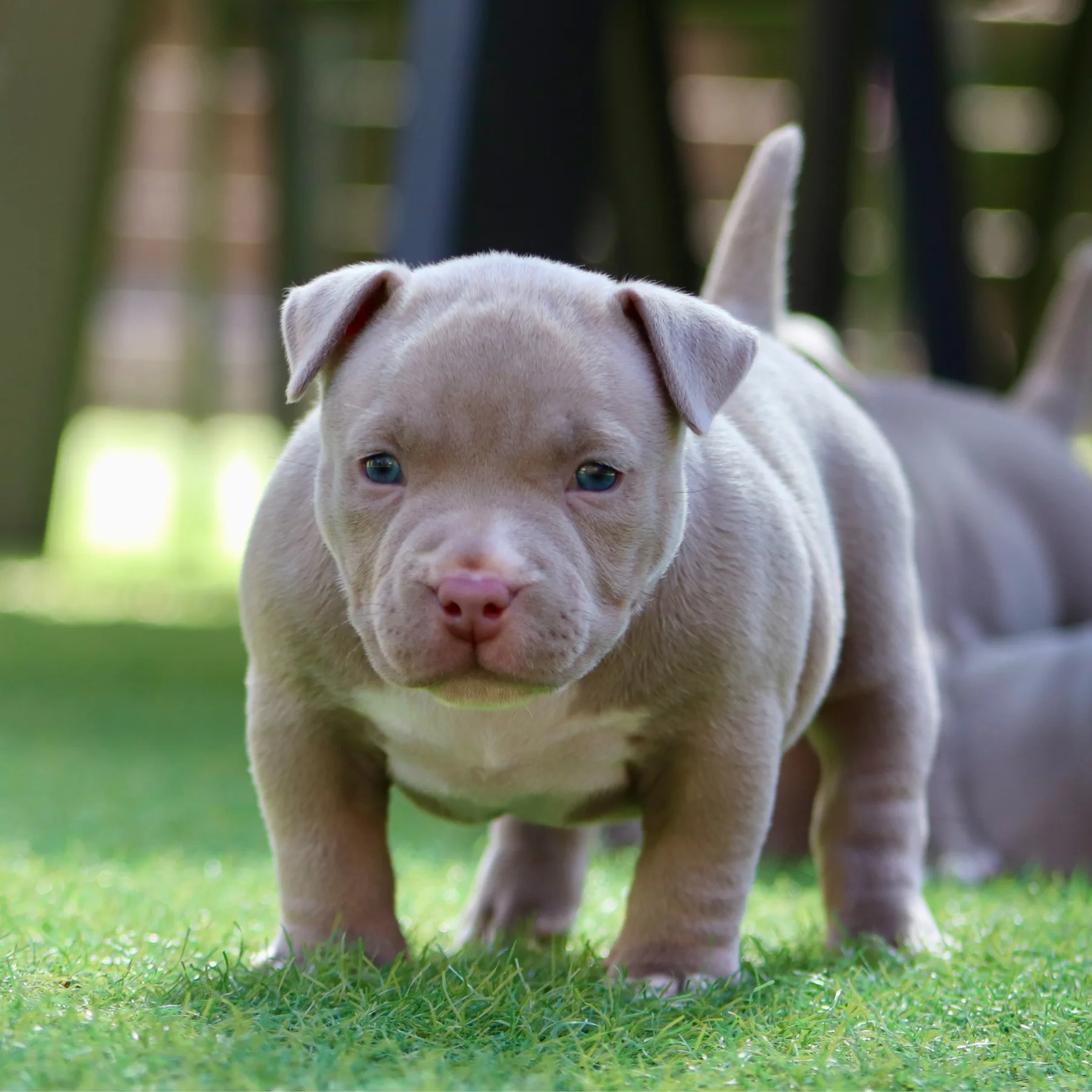 Superbe chiot femelle American Bully Pocket dans le jardin elle prend la pose. 