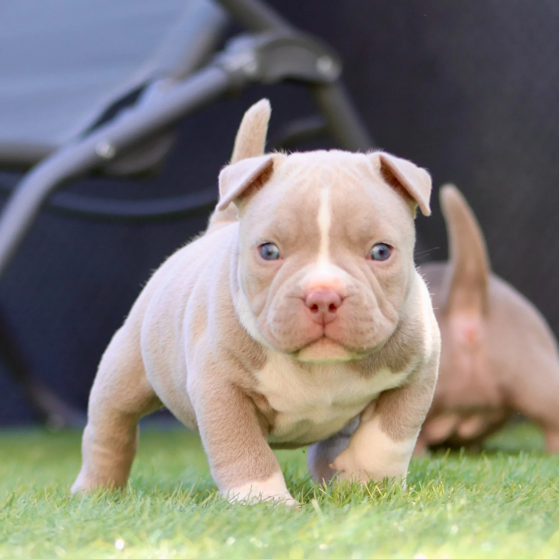 Magnifique chiot American Bully Pocket couleur champagne et blanc.