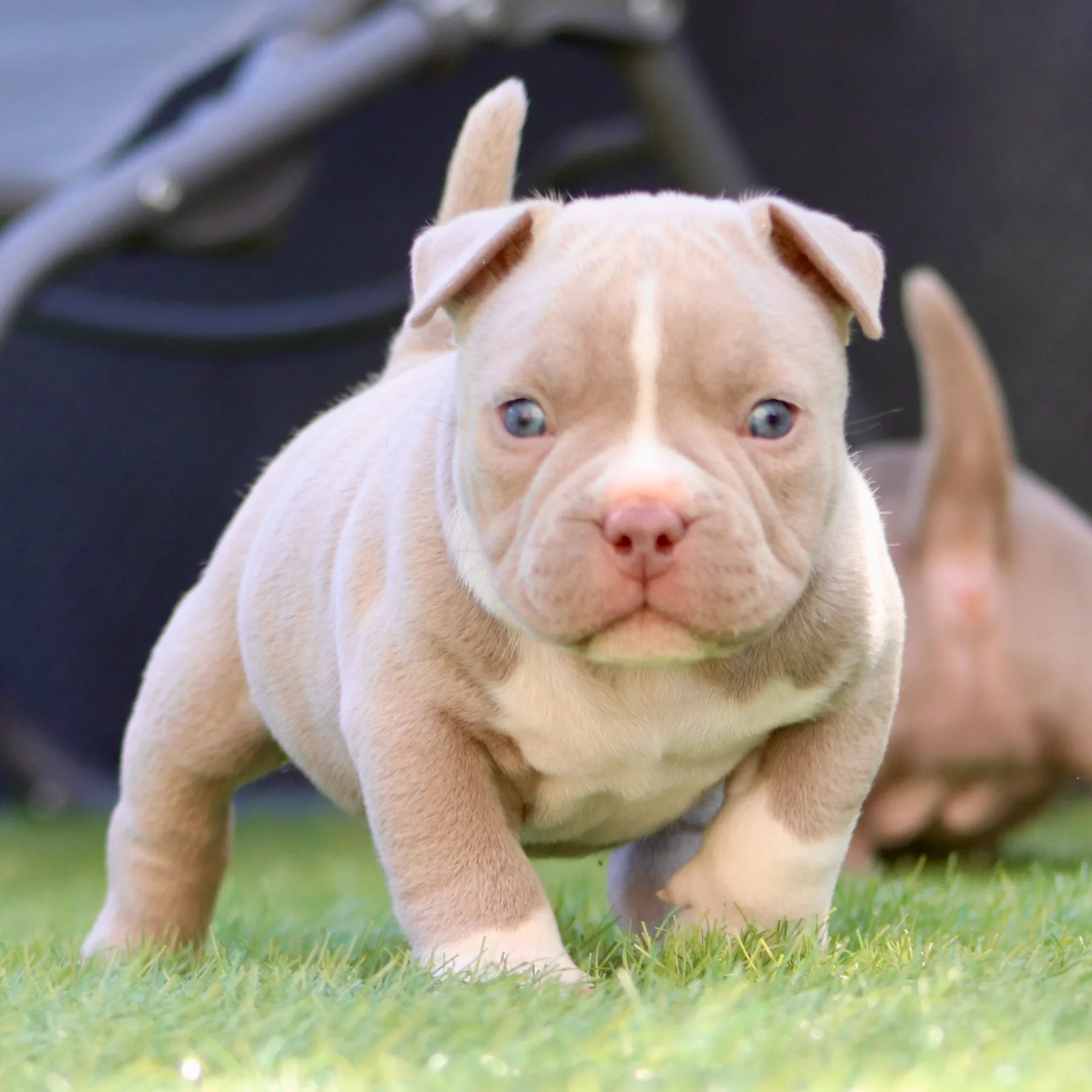 Superbe chiot American Bully Pocket dans le jardin sur la gazon. 