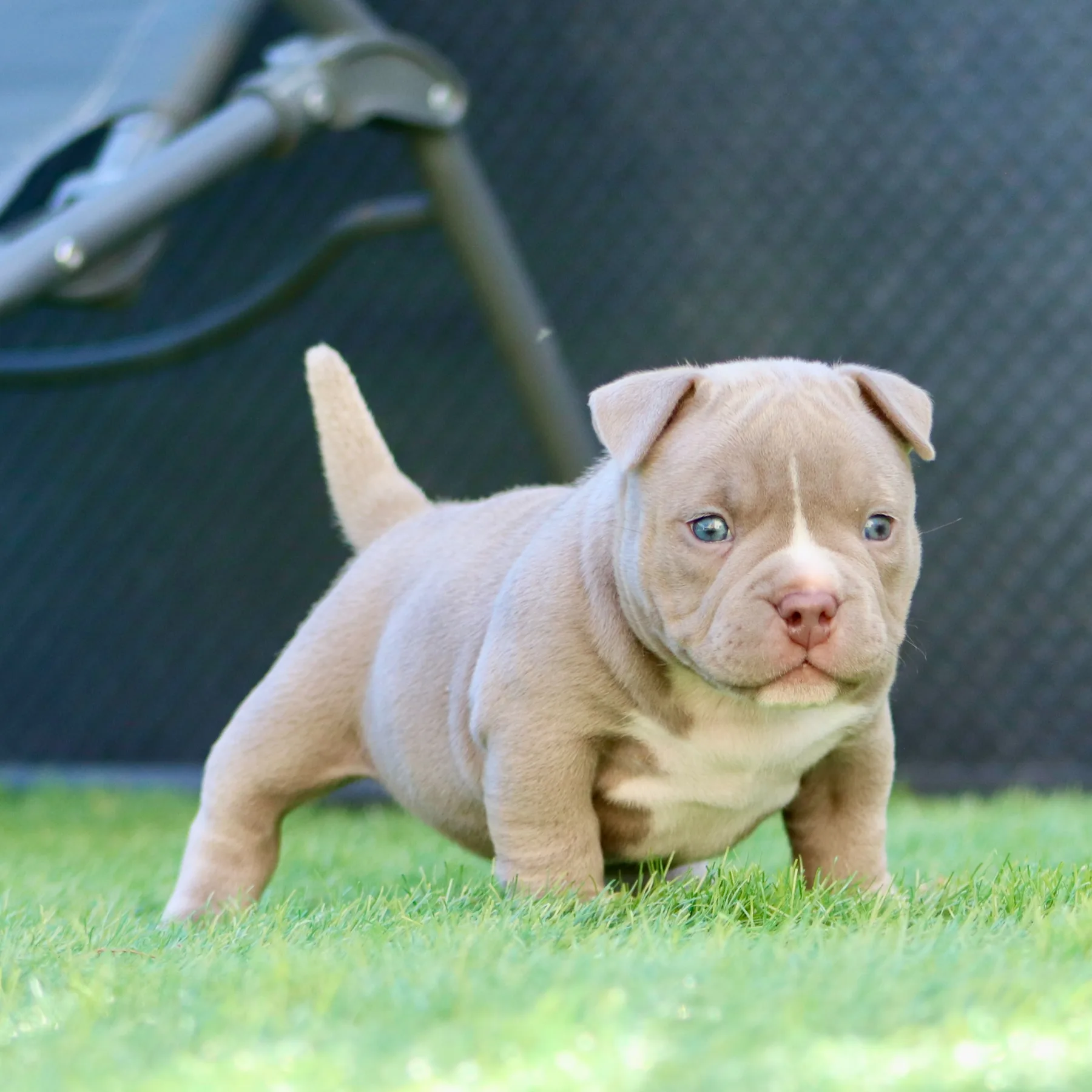 Magnifique chiot femelle American Bully Pocket de couleur lilac.