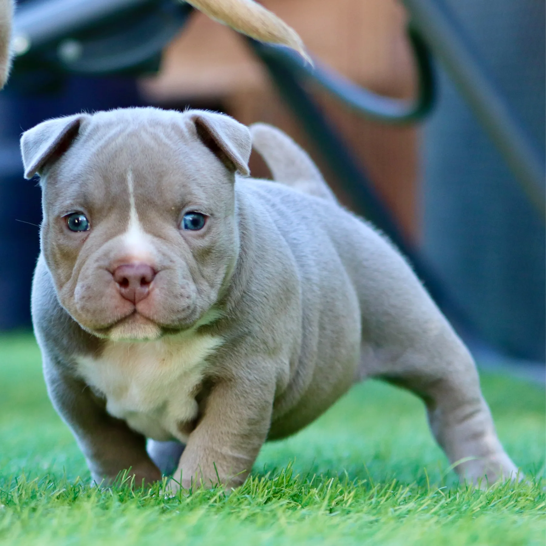 Superbe chiot femelle American Bully Pocket chiot de cinq semaines.