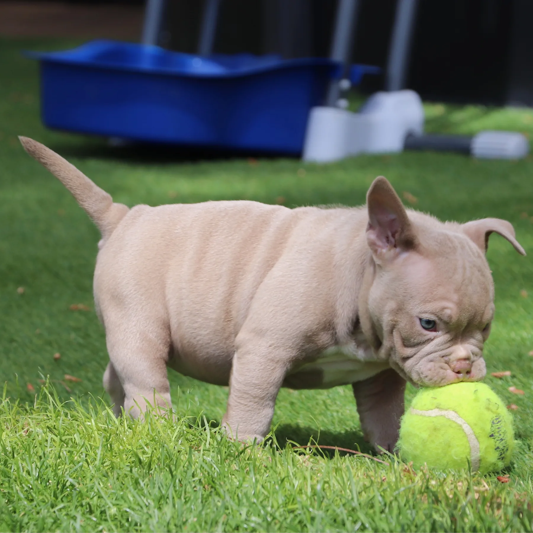 Magnifique chiot femelle American Bully Pocket ligné du champion Gran Dali 