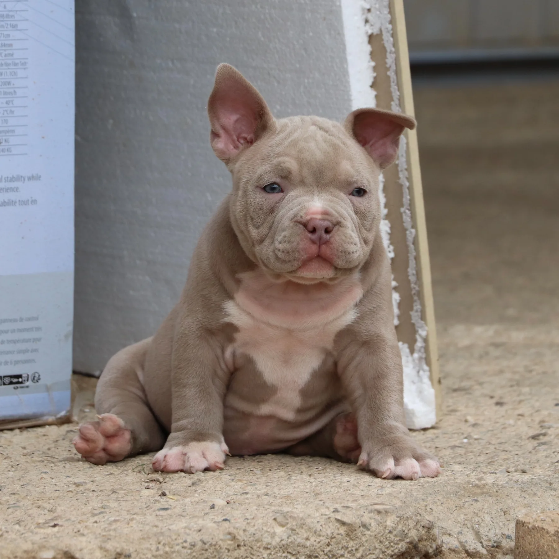 Magnifique American Bully Pocket femelle Spirit Of Freedom Kennel 